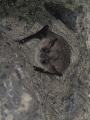 Myotis crypticus