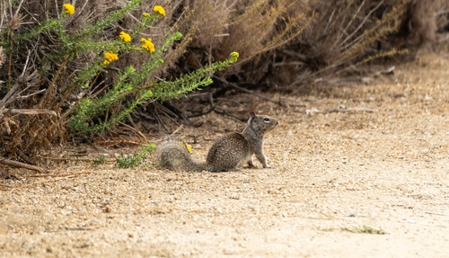 iNaturalist observation photo of California Ground Squirrel