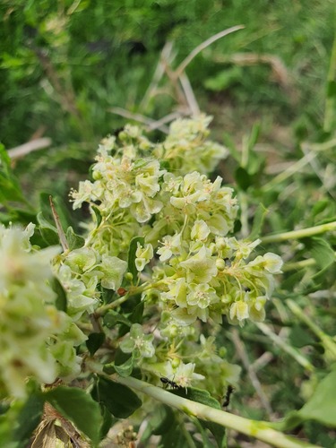 Atraphaxis frutescens (Atraphaxis frutescens)