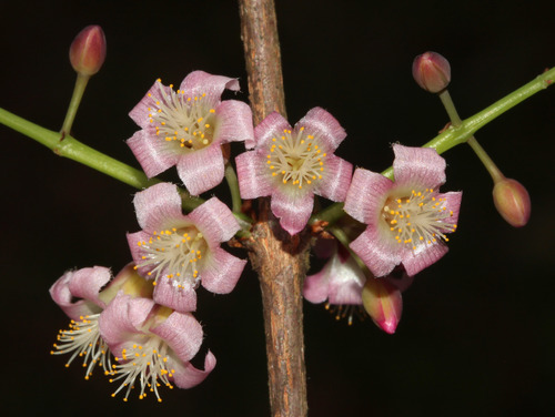 Cratoxylum maingayi