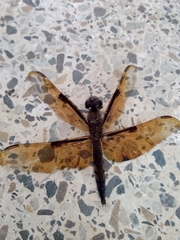 Neurothemis fulvia