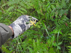 Echeandia longipedicellata