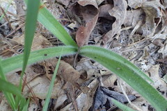 Tradescantia reverchonii