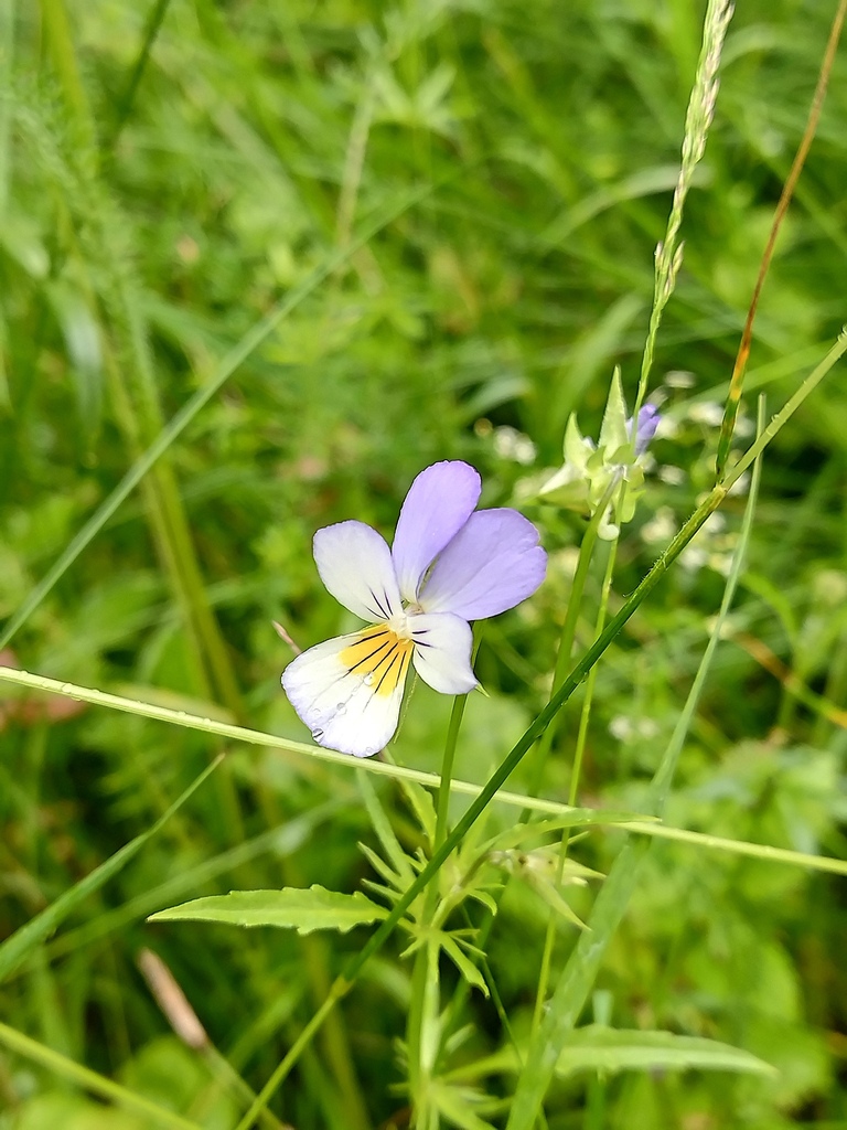 Viola tricolor
