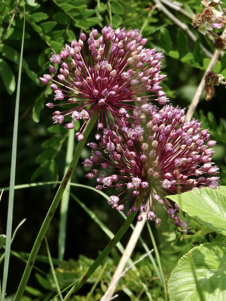 Allium porrum