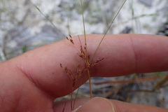 Bulbostylis ciliatifolia