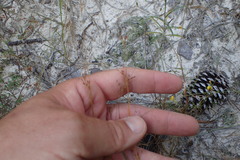 Bulbostylis ciliatifolia