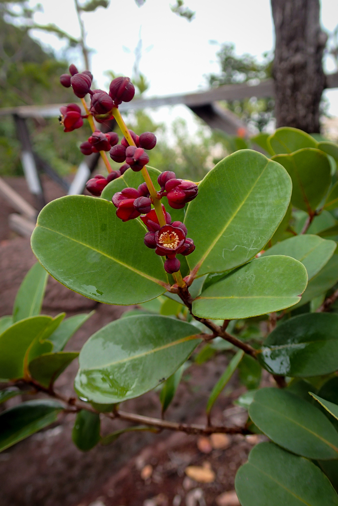 Cratoxylum glaucum