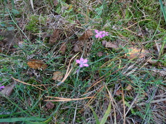 Dianthus deltoides