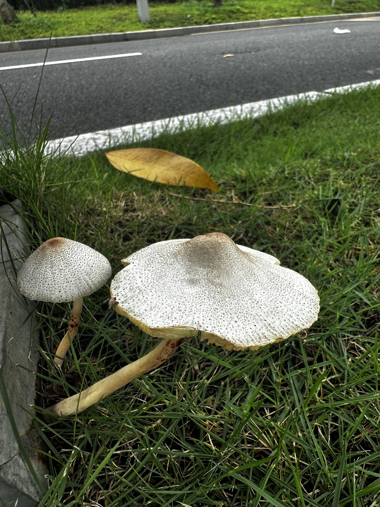 Candelolepiota sinica · June 2025 · photo: © vladtepesh (iNaturalist, cc-by)