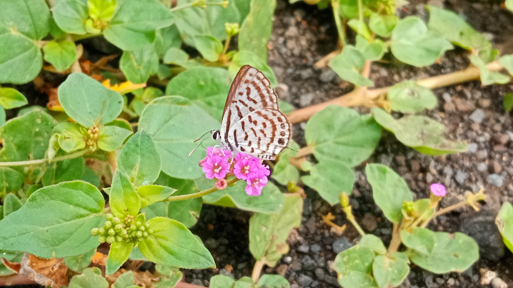 Striped Pierrot