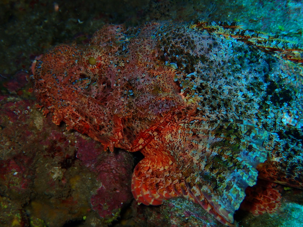 Titan scorpionfish (Scorpaenopsis cacopsis) — Scorpaenidae