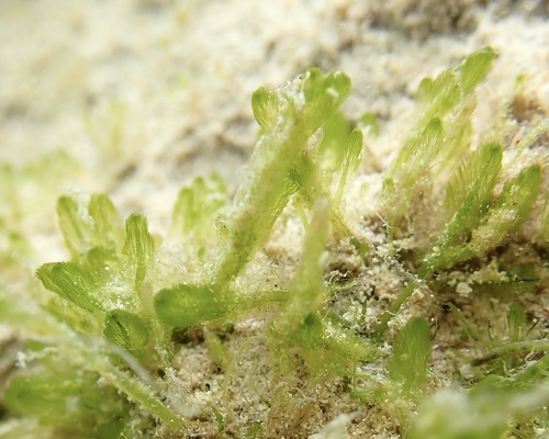 Pseudobryopsis oahuensis