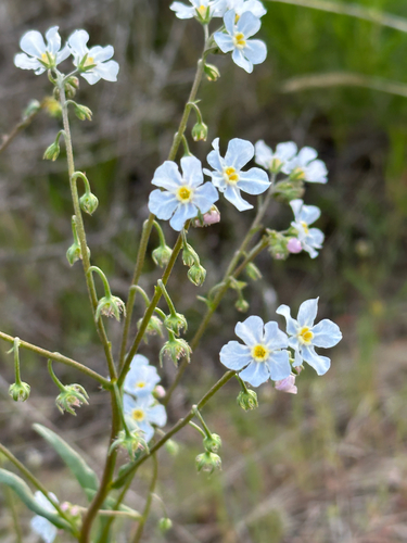 Hackelia cronquistii
