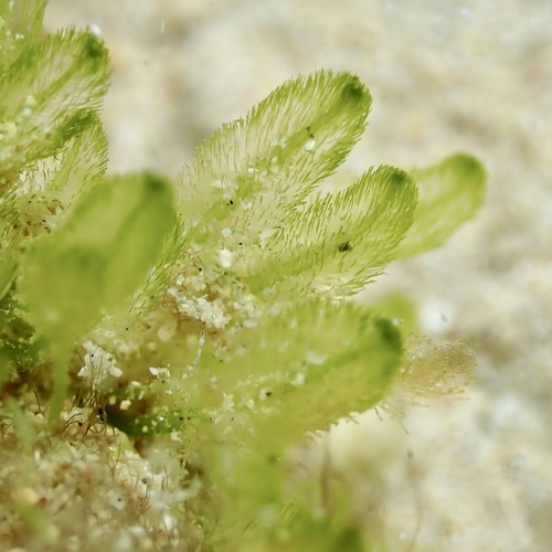 Pseudobryopsis oahuensis
