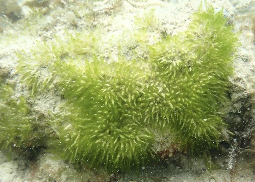 Pseudobryopsis oahuensis