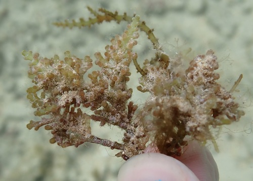 Chondrophycus undulatus