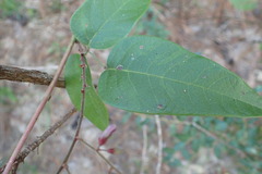 Desmodium fernaldii