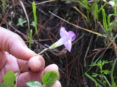 Phaseolus pauciflorus