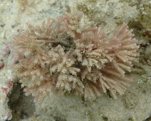 Tricleocarpa cylindrica