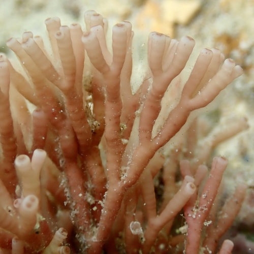 Tricleocarpa cylindrica