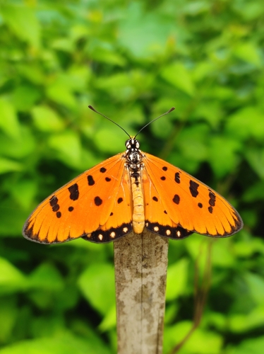 Tawny Coster, 52C8+JRV, Fatikroy, Tripura 799290, India, photo 9 of 10