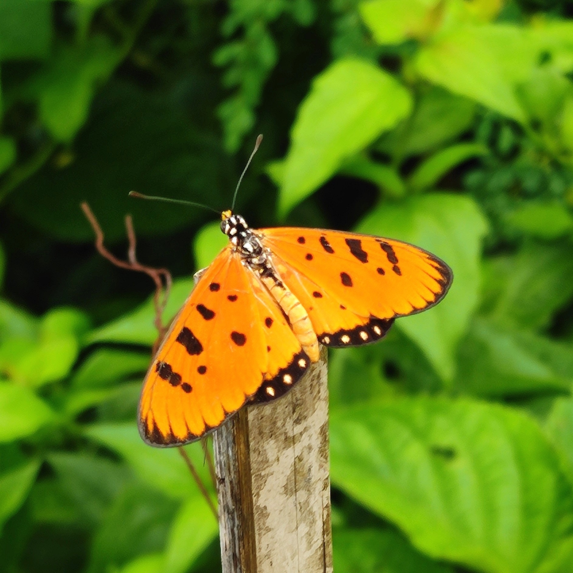 Tawny Coster