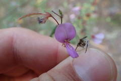 Desmodium fernaldii