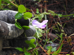 Phaseolus pauciflorus