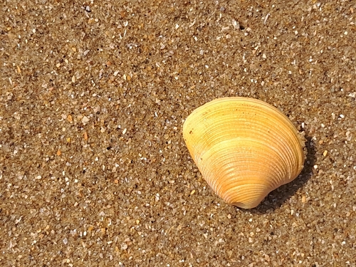 Striped Venus, 2204 AH Noordwijk, Netherlands, photo 10 of 10