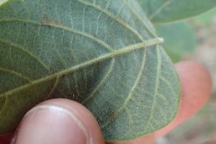 Desmodium viridiflorum