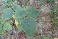 Desmodium viridiflorum