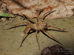 Dolomedes sulfureus