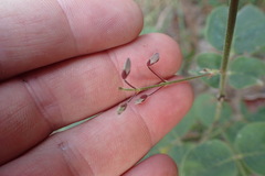 Desmodium viridiflorum