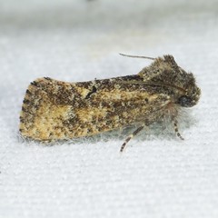 Acrolophus cockerelli