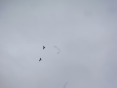 Pyrrhocorax graculus