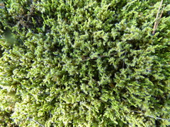 Racomitrium canescens