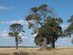 Brachychiton rupestris