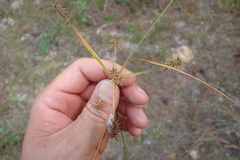 Cyperus hystricinus