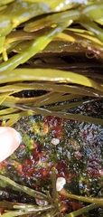Ulothrix