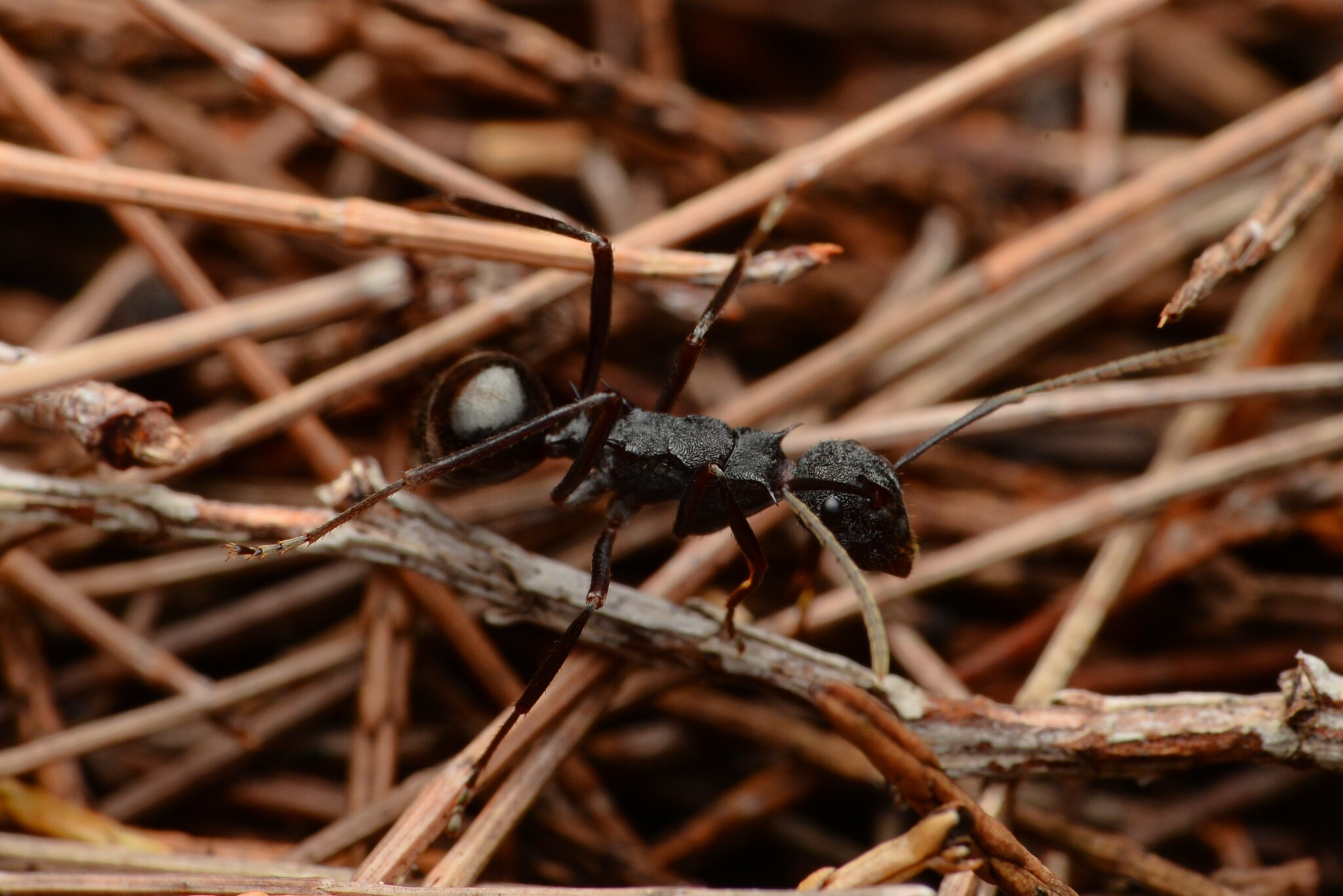Hirtomyrma