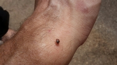 Acrosternum rubescens