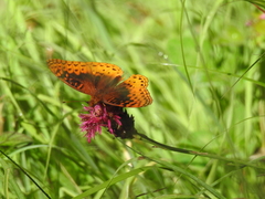 Speyeria nokomis