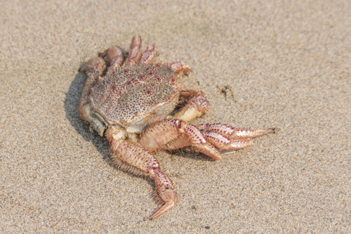 Erimacrus isenbeckii observed 2025-05-06