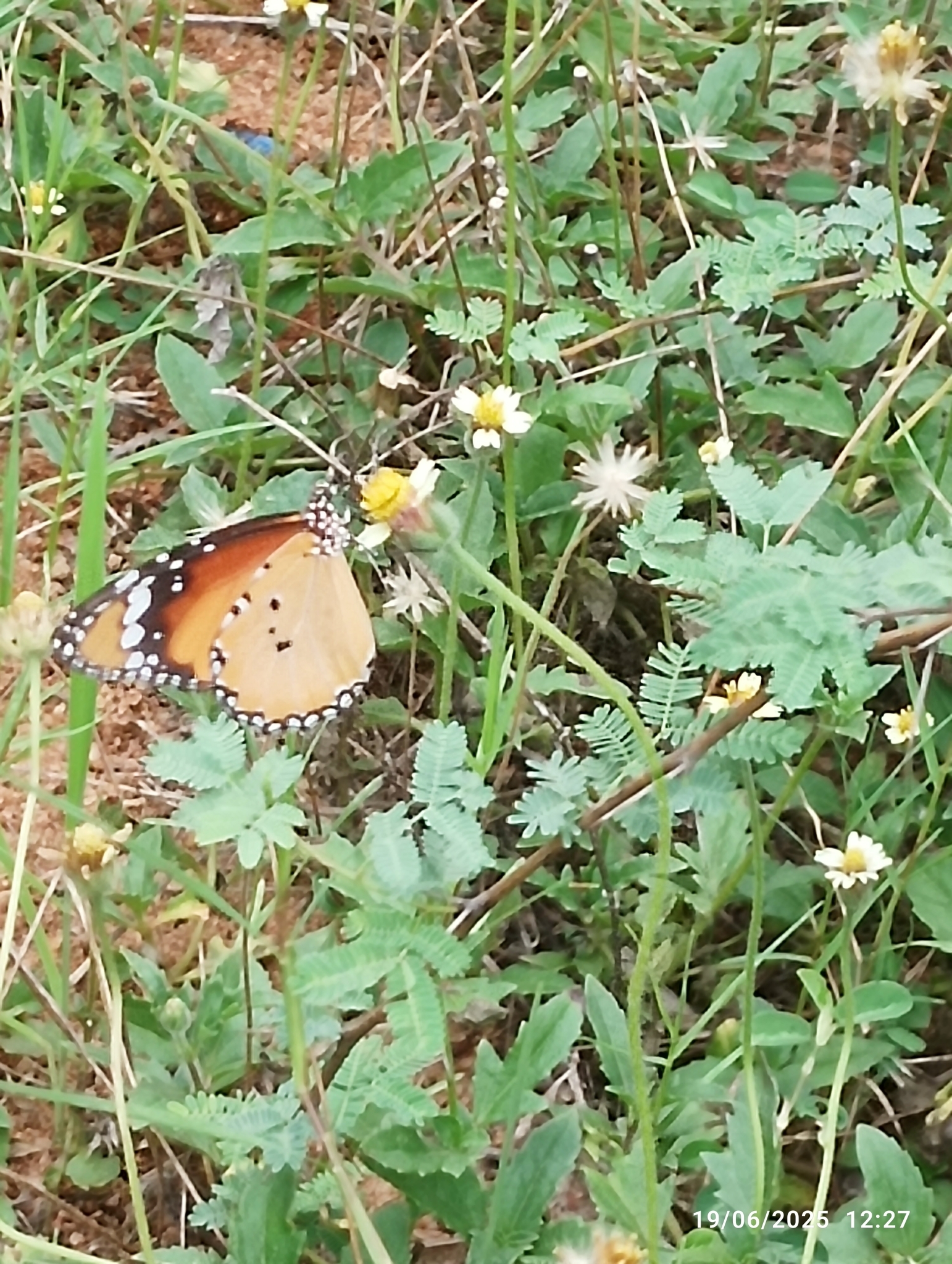 Plain Tiger