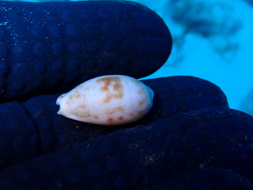 Talostolida pellucens, 2025-06-18