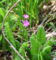 (c) Andrew Bazdyrev, some rights reserved (CC BY) Primula sieboldii, photograph (c) Andrew Bazdyrev, some rights reserved (CC BY)