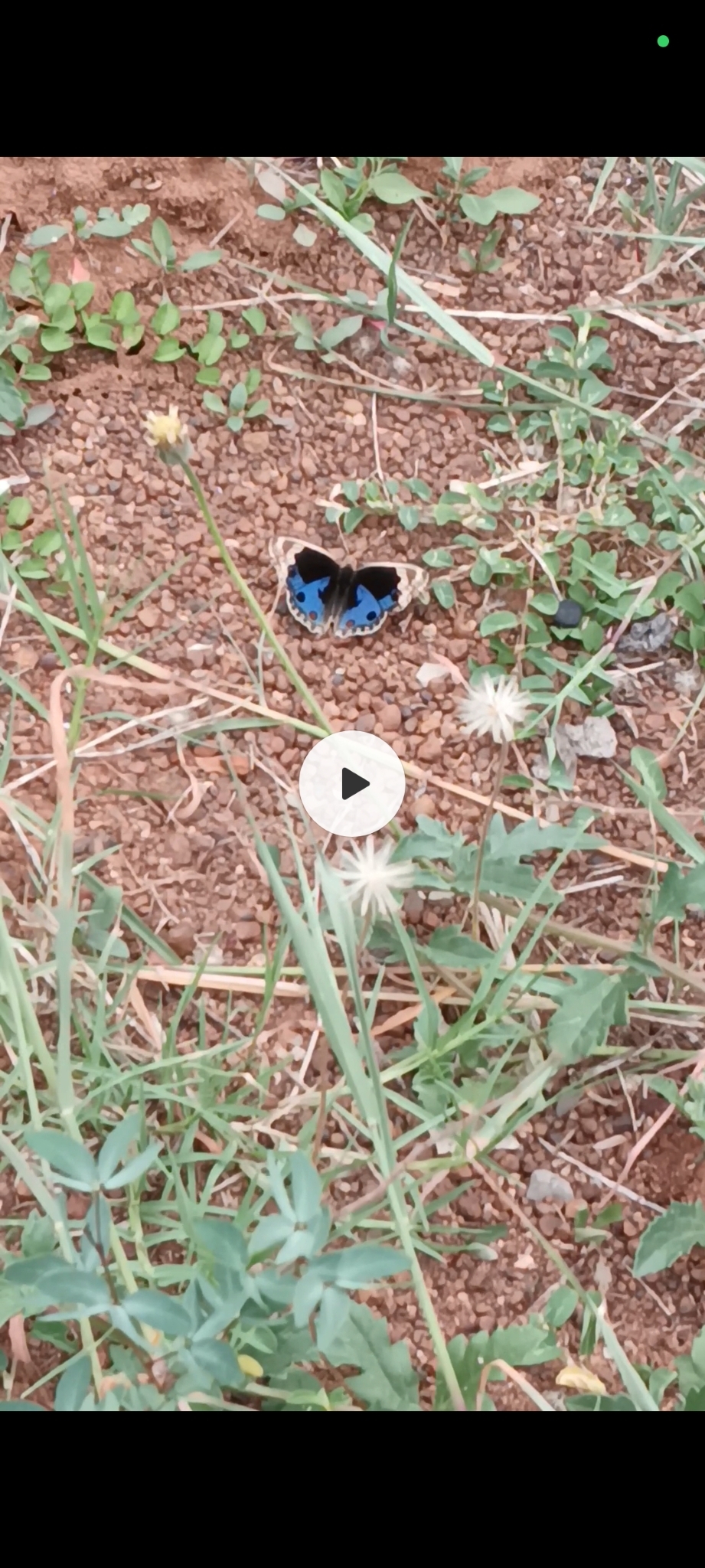 Blue Pansy