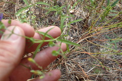 Trichostema setaceum