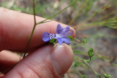 Trichostema setaceum